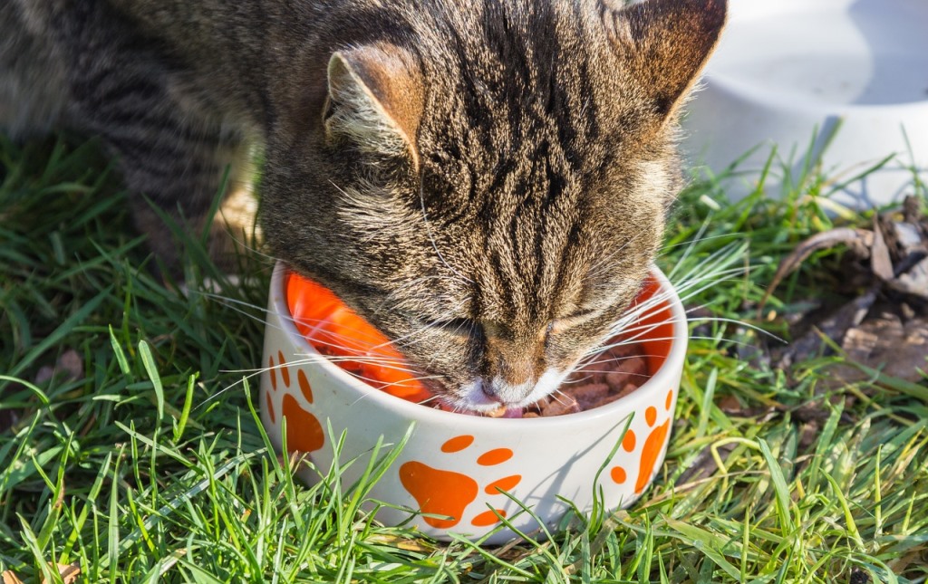 What are the best foods for cats?