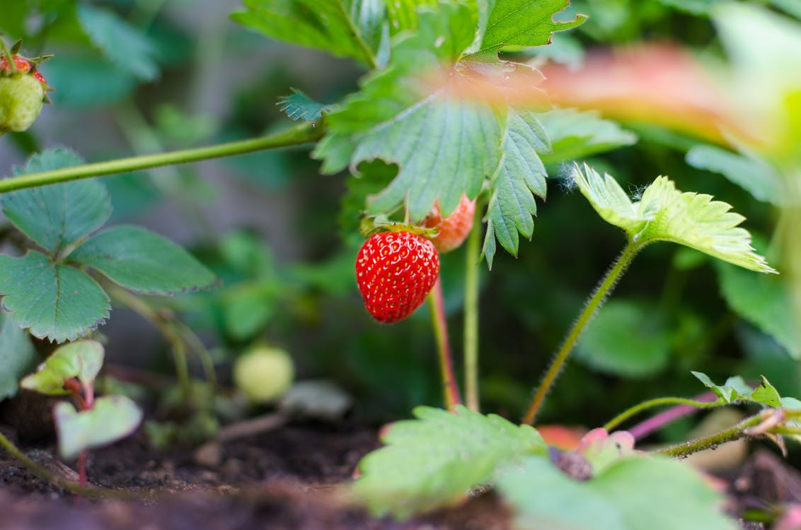Benefits Of Growing Vegetables In Your Home