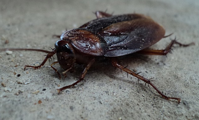 Benefits Of Using The Services Of The Top Exterminator In Los Angeles