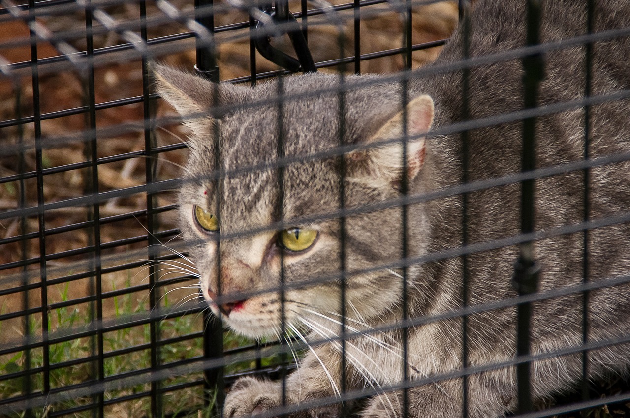 Benefits Of Pest Control Services