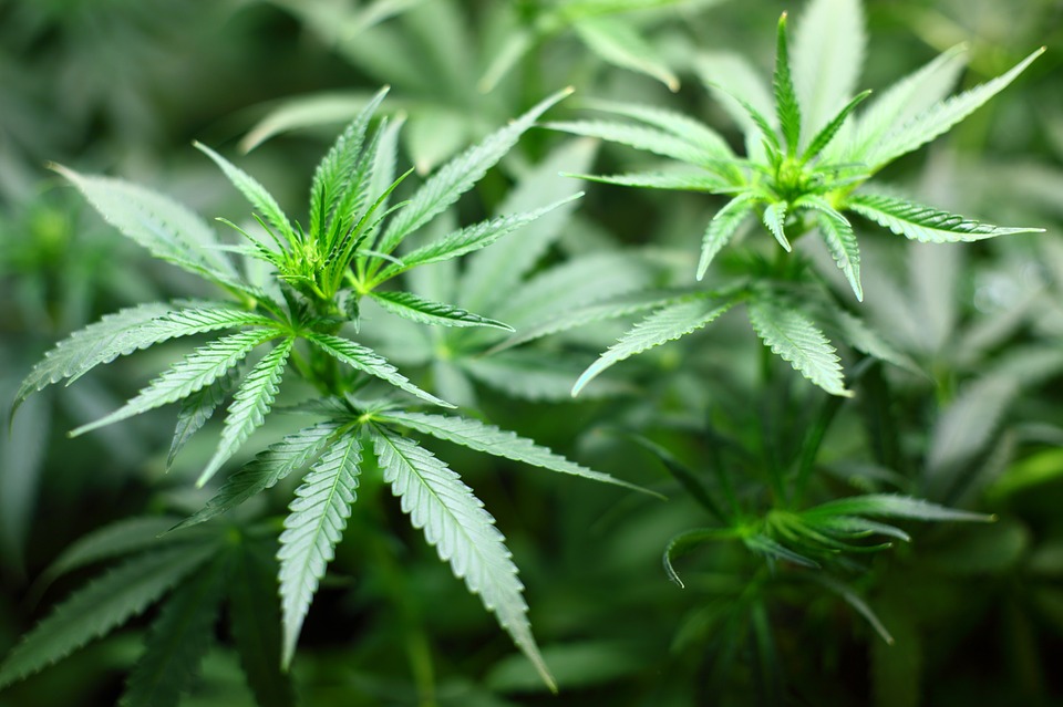 Different Types of Cannabis