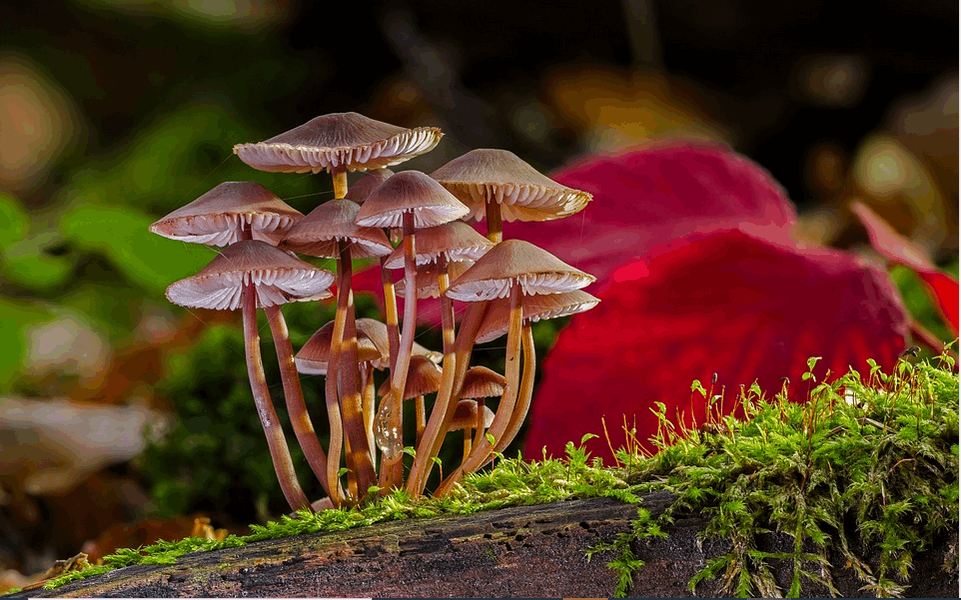 How to Buy Magic Mushroom and LSD Online